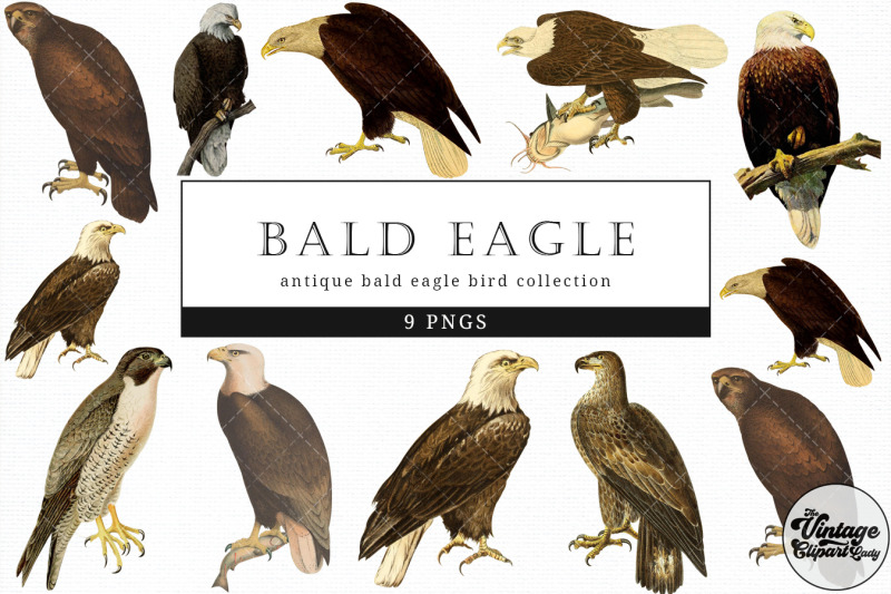 bald-eagle-vintage-animal-illustration-clip-art-clipart-fussy-cut