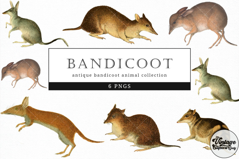 bandicoot-vintage-animal-illustration-clip-art-clipart-fussy-cut