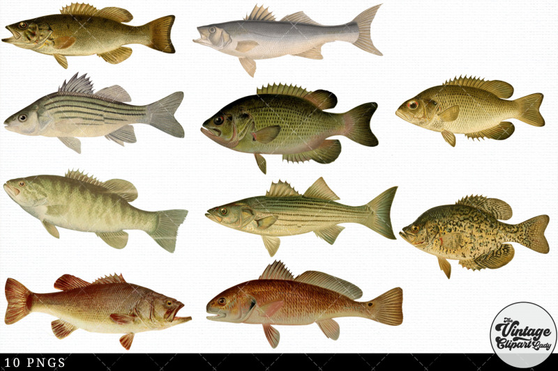 bass-vintage-animal-illustration-clip-art-clipart-fussy-cut