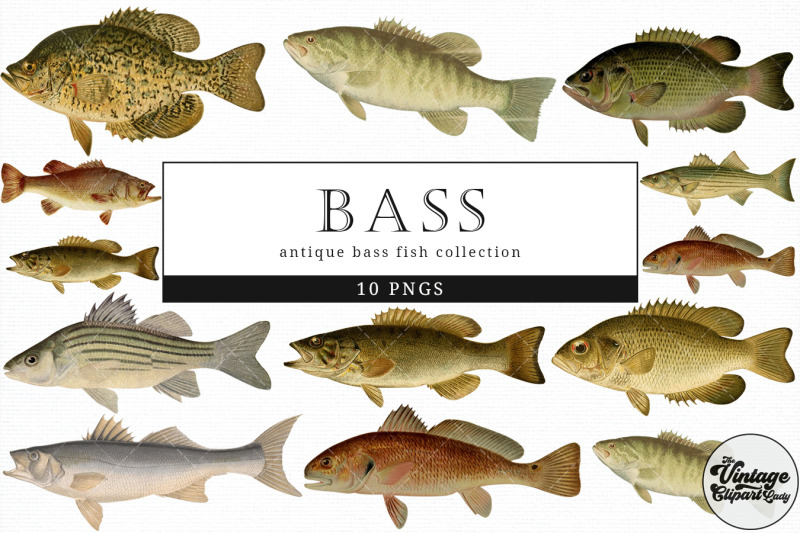 bass-vintage-animal-illustration-clip-art-clipart-fussy-cut