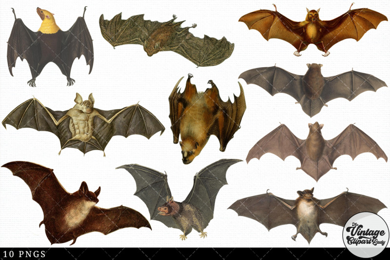 bat-vintage-animal-illustration-clip-art-clipart-fussy-cut