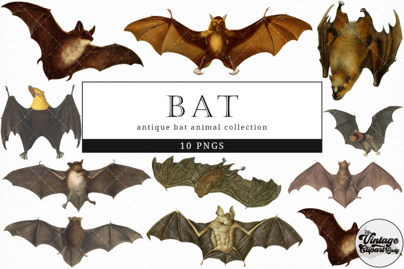 bat-vintage-animal-illustration-clip-art-clipart-fussy-cut