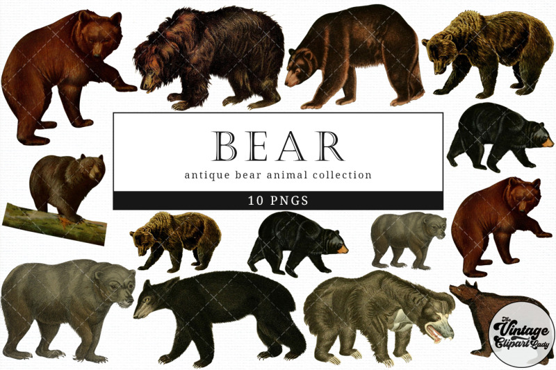 bear-vintage-animal-illustration-clip-art-clipart-fussy-cut