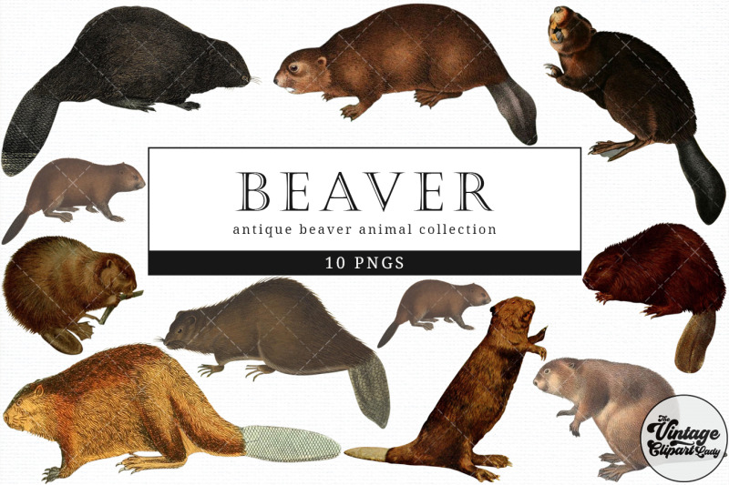 beaver-vintage-animal-illustration-clip-art-clipart-fussy-cut