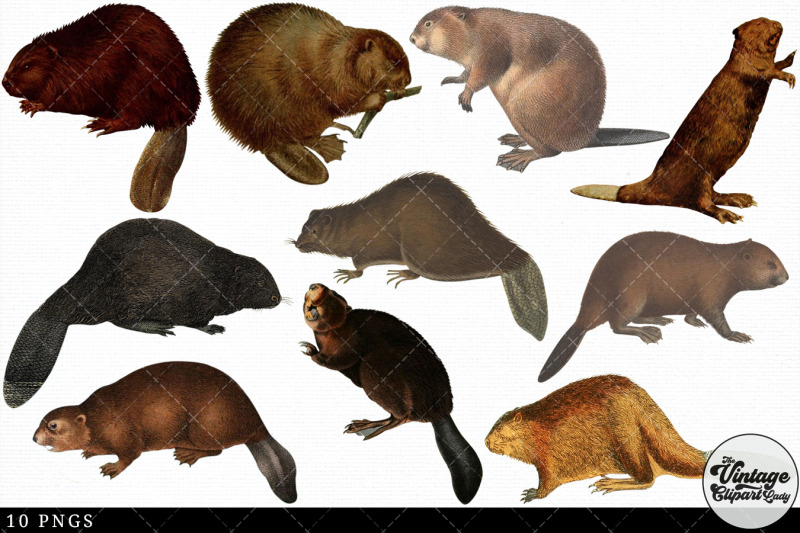 beaver-vintage-animal-illustration-clip-art-clipart-fussy-cut