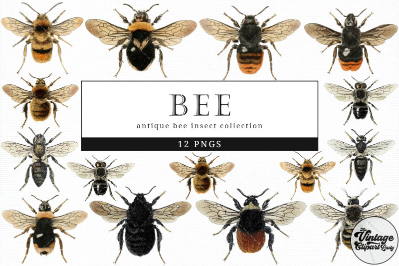 bee-vintage-animal-illustration-clip-art-clipart-fussy-cut