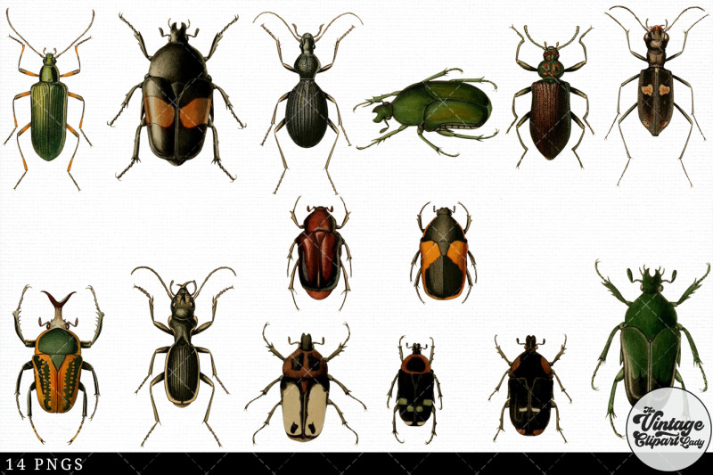 beetle-vintage-animal-illustration-clip-art-clipart-fussy-cut