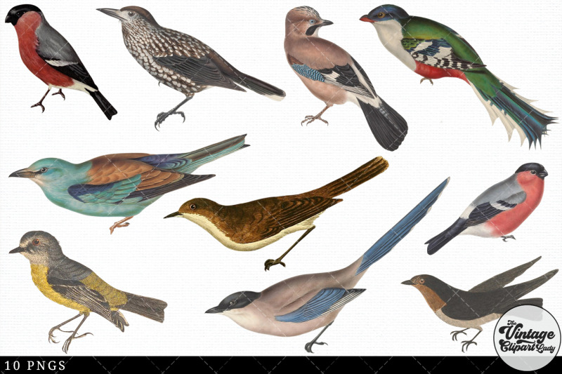 bird-vintage-animal-illustration-clip-art-clipart-fussy-cut