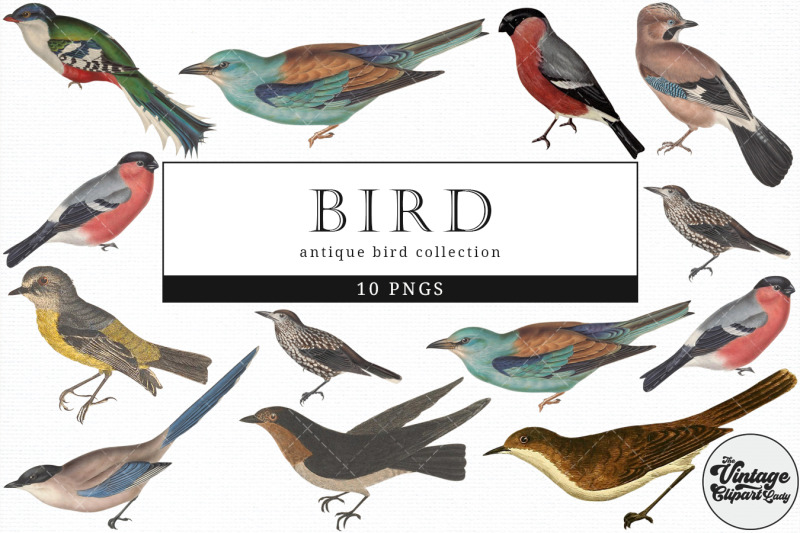 bird-vintage-animal-illustration-clip-art-clipart-fussy-cut
