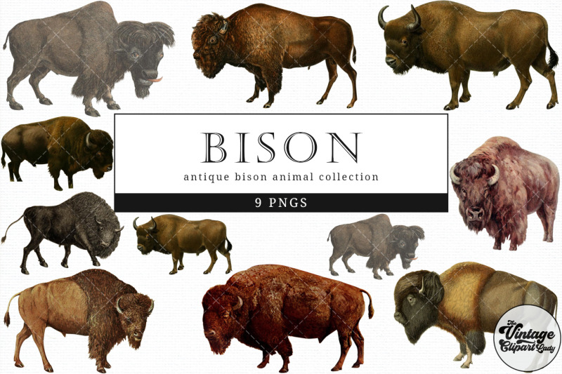 bison-vintage-animal-illustration-clip-art-clipart-fussy-cut