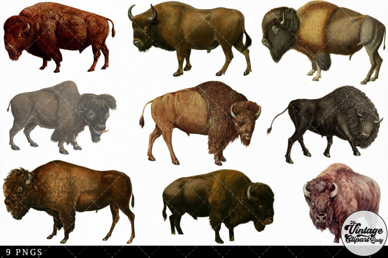 bison-vintage-animal-illustration-clip-art-clipart-fussy-cut