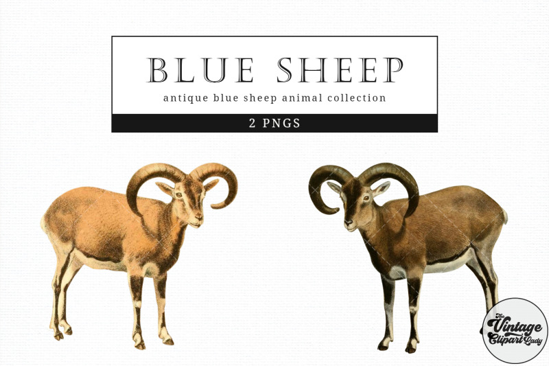 blue-sheep-vintage-animal-illustration-clip-art-clipart-fussy-cut
