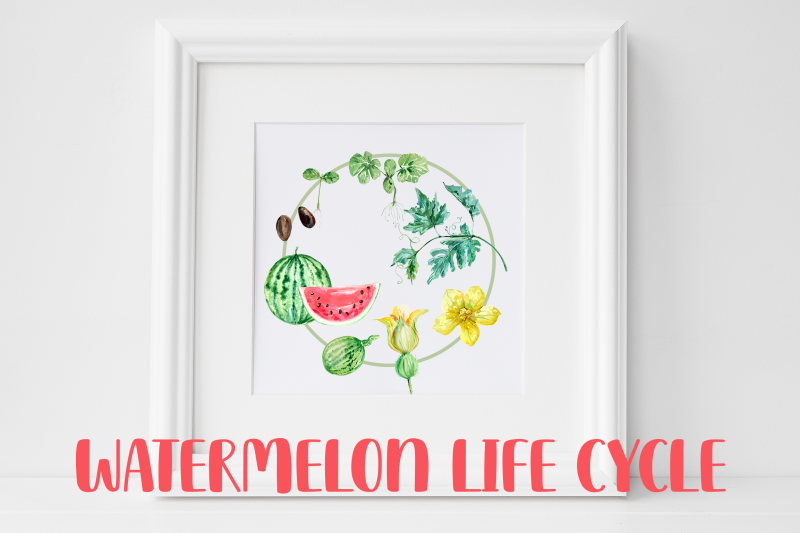 watermelon-life-cycle-clip-art-and-print