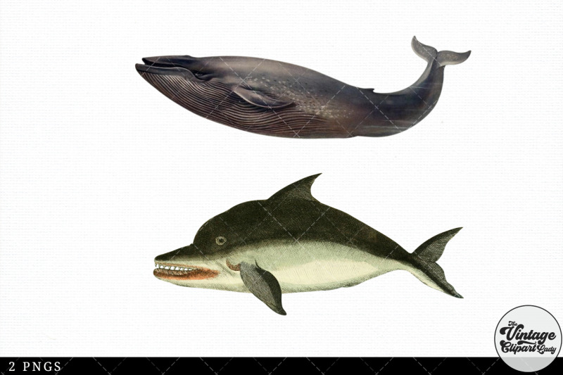 blue-whale-vintage-animal-illustration-clip-art-clipart-fussy-cut