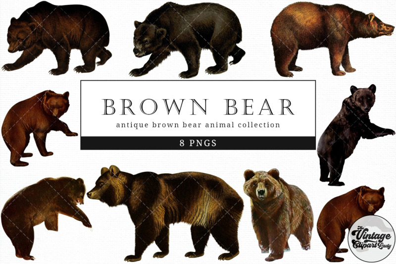 brown-bear-vintage-animal-illustration-clip-art-clipart-fussy-cut