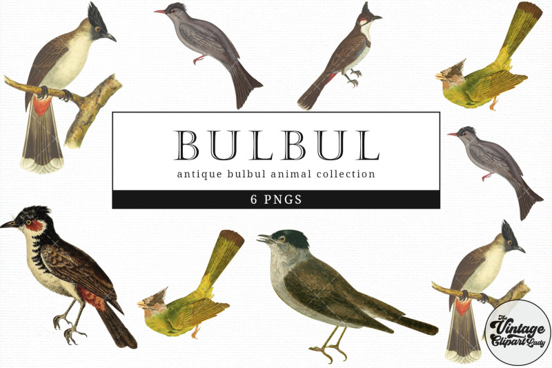 bulbul-vintage-animal-illustration-clip-art-clipart-fussy-cut