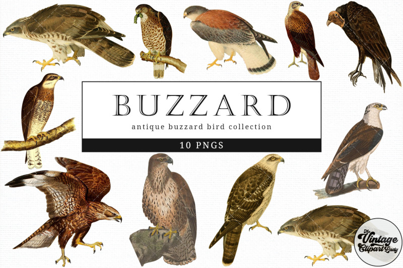 buzzard-vintage-animal-illustration-clip-art-clipart-fussy-cut