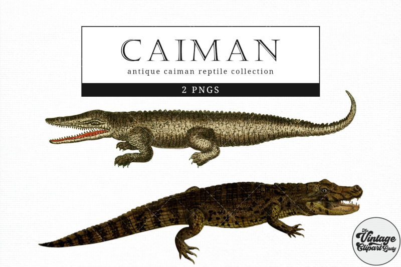 caiman-vintage-animal-illustration-clip-art-clipart-fussy-cut