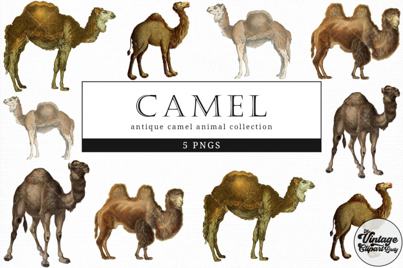 camel-vintage-animal-illustration-clip-art-clipart-fussy-cut