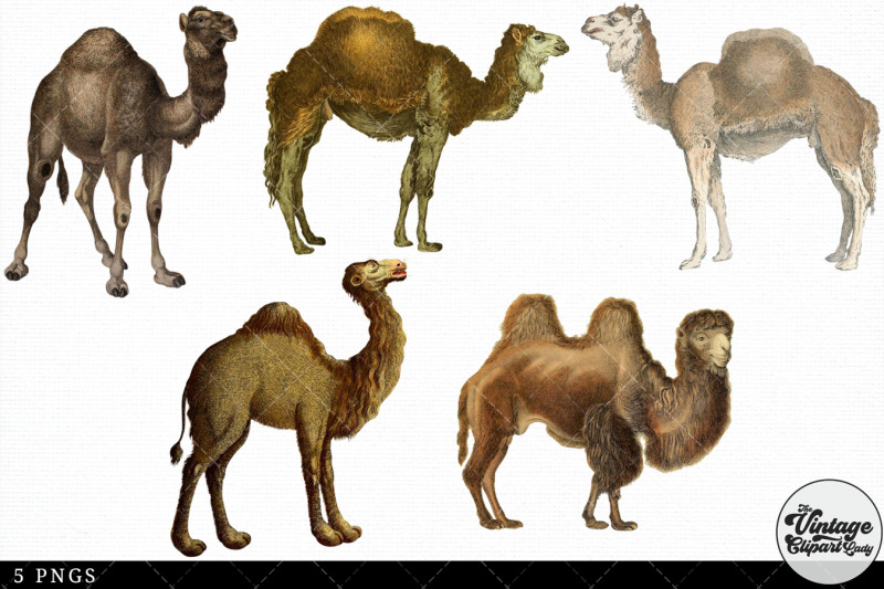 camel-vintage-animal-illustration-clip-art-clipart-fussy-cut