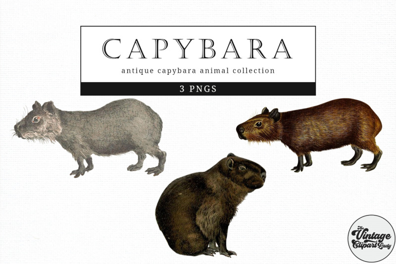 capybara-vintage-animal-illustration-clip-art-clipart-fussy-cut