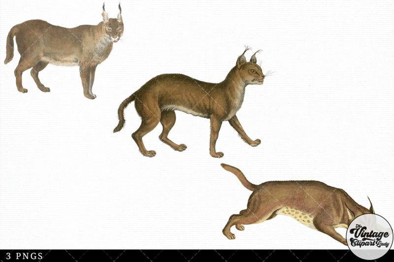 caracal-vintage-animal-illustration-clip-art-clipart-fussy-cut