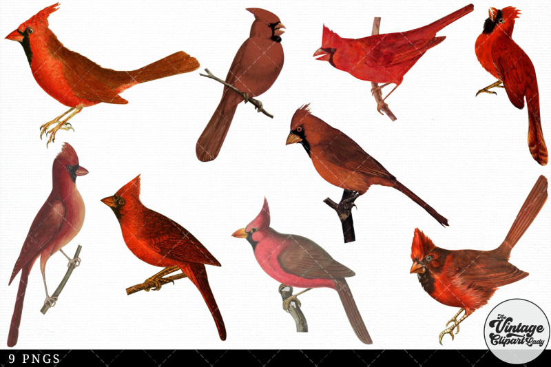 cardinal-vintage-animal-illustration-clip-art-clipart-fussy-cut