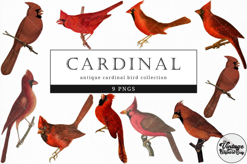 cardinal-vintage-animal-illustration-clip-art-clipart-fussy-cut