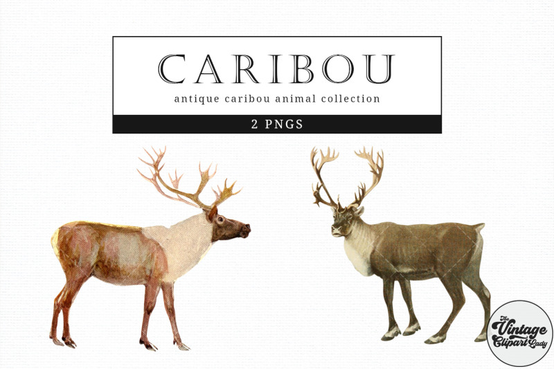 caribou-vintage-animal-illustration-clip-art-clipart-fussy-cut