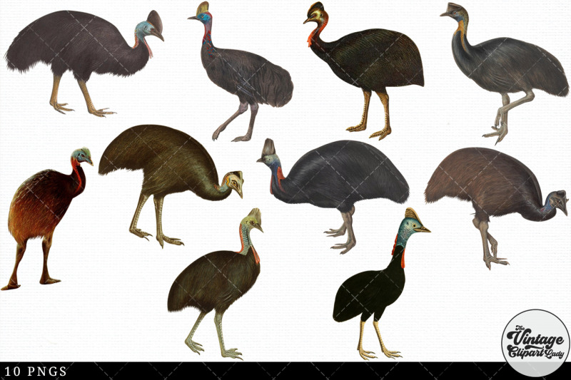 cassowary-vintage-animal-illustration-clip-art-clipart-fussy-cut