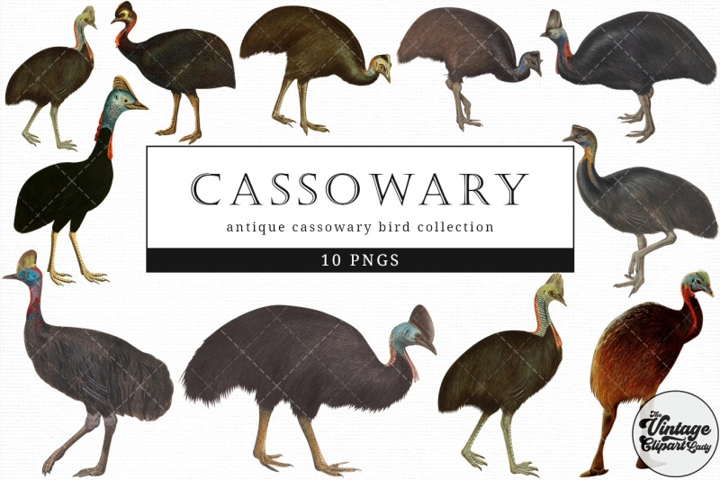 cassowary-vintage-animal-illustration-clip-art-clipart-fussy-cut