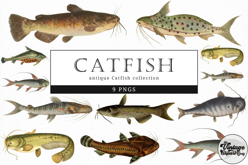 catfish-vintage-animal-illustration-clip-art-clipart-fussy-cut