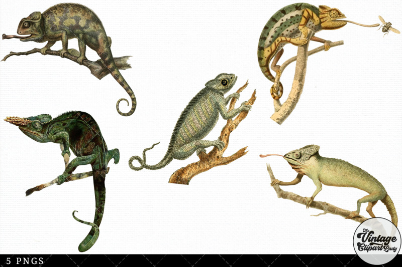 chameleon-vintage-animal-illustration-clip-art-clipart-fussy-cut