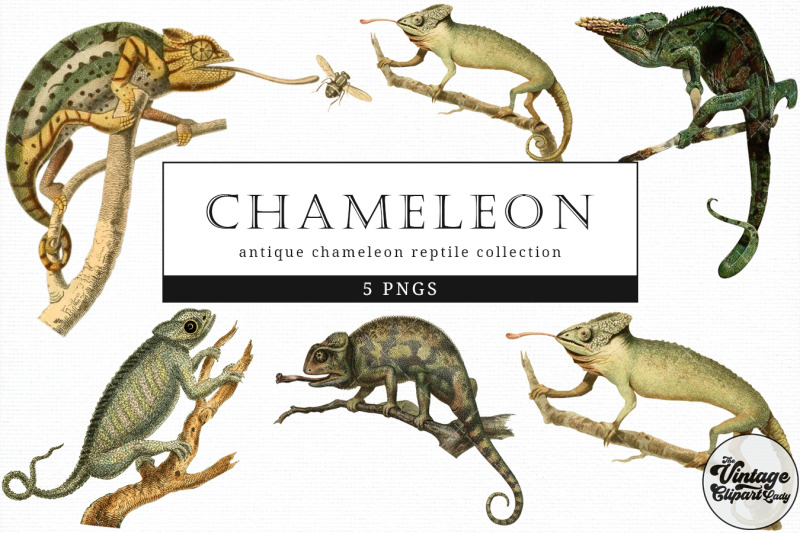 chameleon-vintage-animal-illustration-clip-art-clipart-fussy-cut