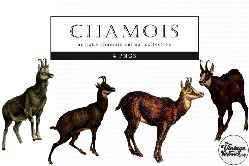 chamois-vintage-animal-illustration-clip-art-clipart-fussy-cut