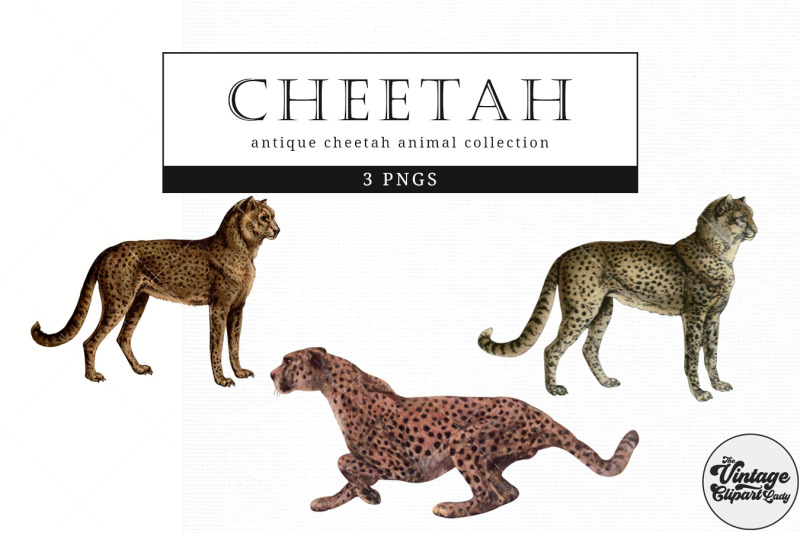 cheetah-vintage-animal-illustration-clip-art-clipart-fussy-cut