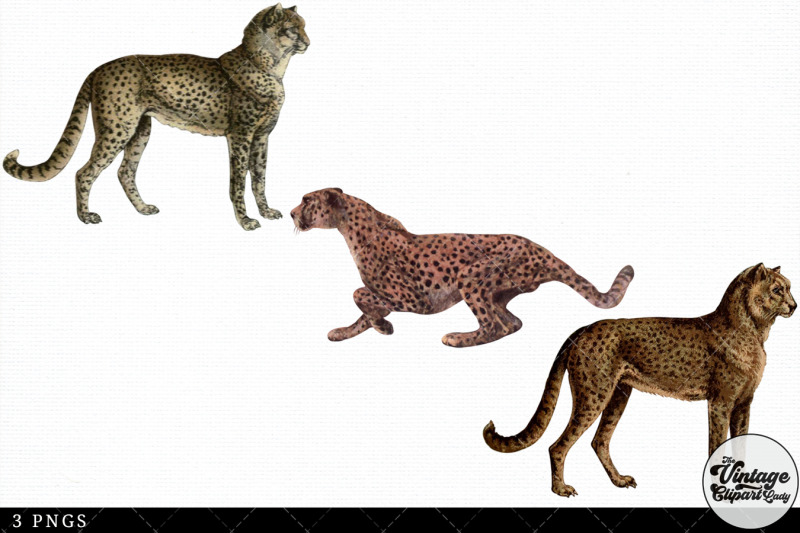 cheetah-vintage-animal-illustration-clip-art-clipart-fussy-cut