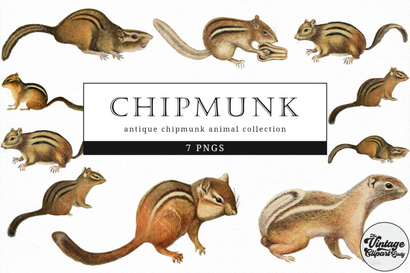 chipmunk-vintage-animal-illustration-clip-art-clipart-fussy-cut