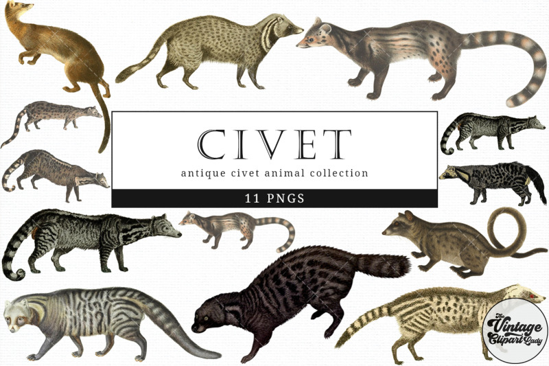 civet-vintage-animal-illustration-clip-art-clipart-fussy-cut