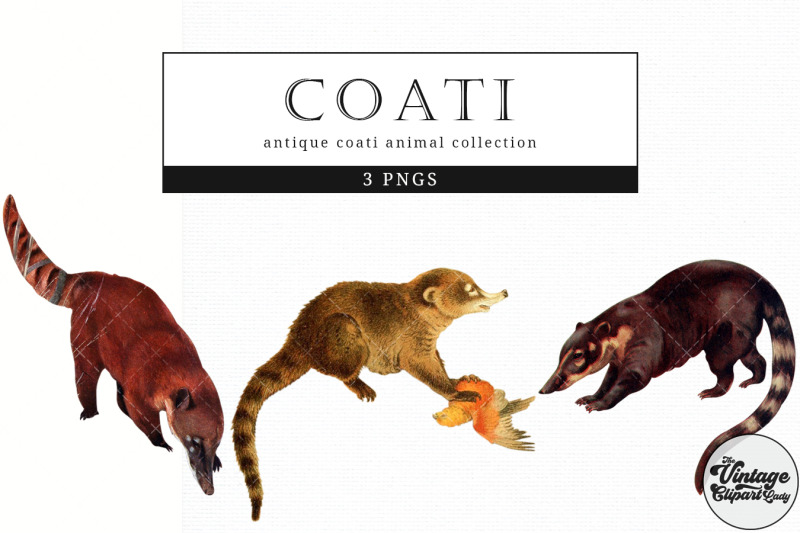 coati-vintage-animal-illustration-clip-art-clipart-fussy-cut