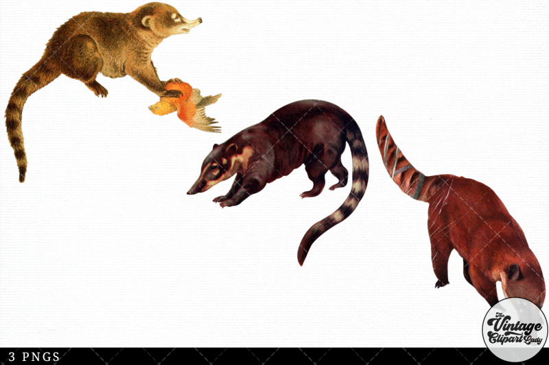 coati-vintage-animal-illustration-clip-art-clipart-fussy-cut