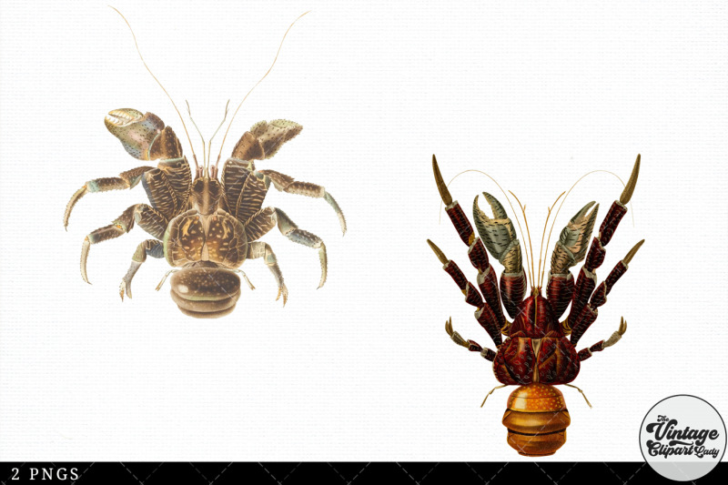 coconut-crab-vintage-animal-illustration-clip-art-clipart