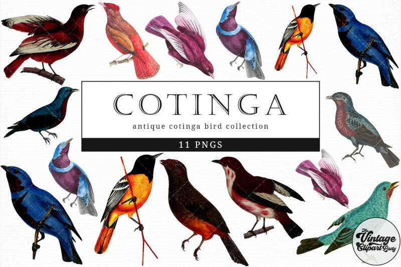 cotinga-vintage-animal-illustration-clip-art-clipart-fussy-cut