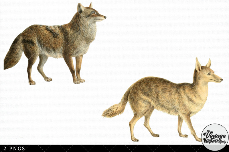 coyote-vintage-animal-illustration-clip-art-clipart-fussy-cut