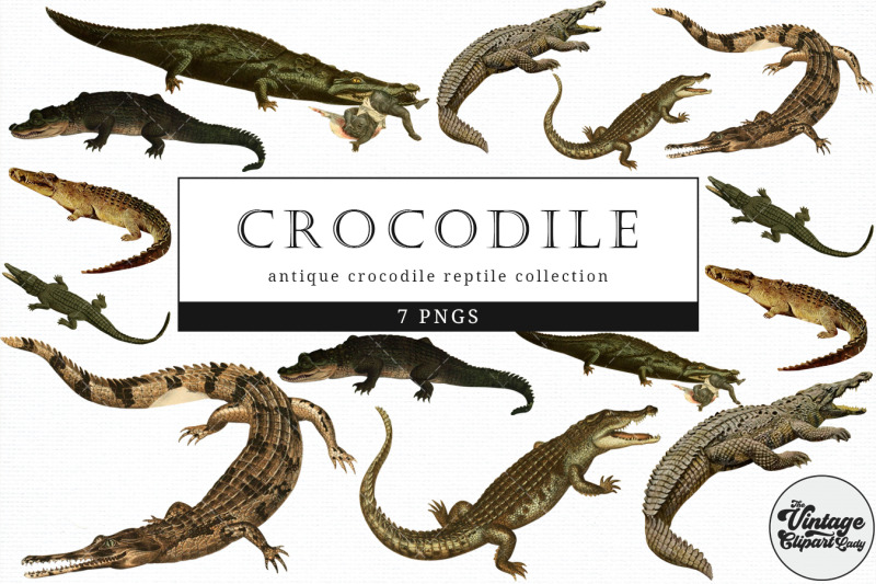 crocodile-vintage-animal-illustration-clip-art-clipart-fussy-cut