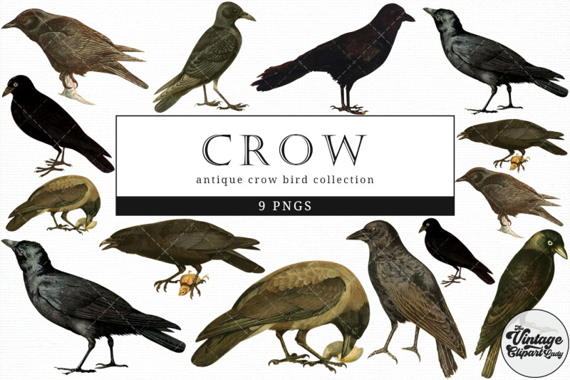 crow-vintage-animal-illustration-clip-art-clipart-fussy-cut