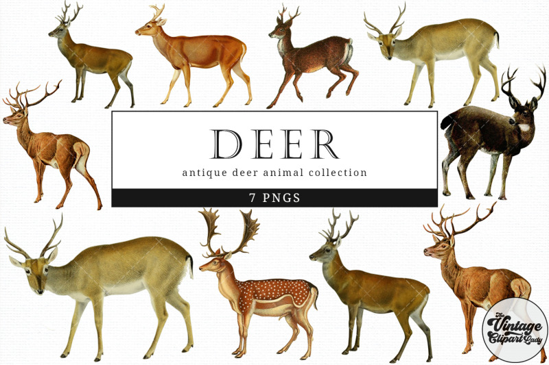 deer-vintage-animal-illustration-clip-art-clipart-fussy-cut