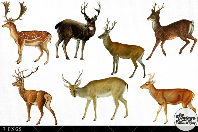 deer-vintage-animal-illustration-clip-art-clipart-fussy-cut