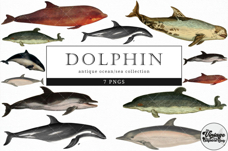 dolphin-vintage-animal-illustration-clip-art-clipart-fussy-cut