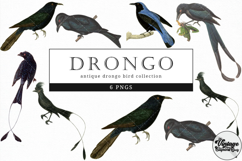 drongo-vintage-animal-illustration-clip-art-clipart-fussy-cut